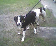 Re-homed kelpie x collie starting work on his new farm