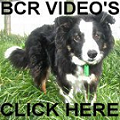 Link to our video gallery with films about our work and dogs