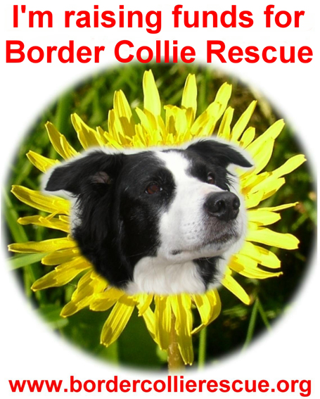 Mr Tod = Border Collie Rescue running logo